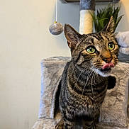 Oliver joined the competition — help win amazing prizes! cat, tabby_cat, cat_tree, indoor, pet, animal, feline, curious, tongue_out, playful, green_eyes, fur, whiskers, scratching_post, plant, gray, cute, looking_up, houseplant, cozy
