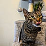 cat, tabby_cat, cat_tree, indoor, pet, animal, feline, curious, tongue_out, playful, green_eyes, fur, whiskers, scratching_post, plant, gray, cute, looking_up, houseplant, cozy