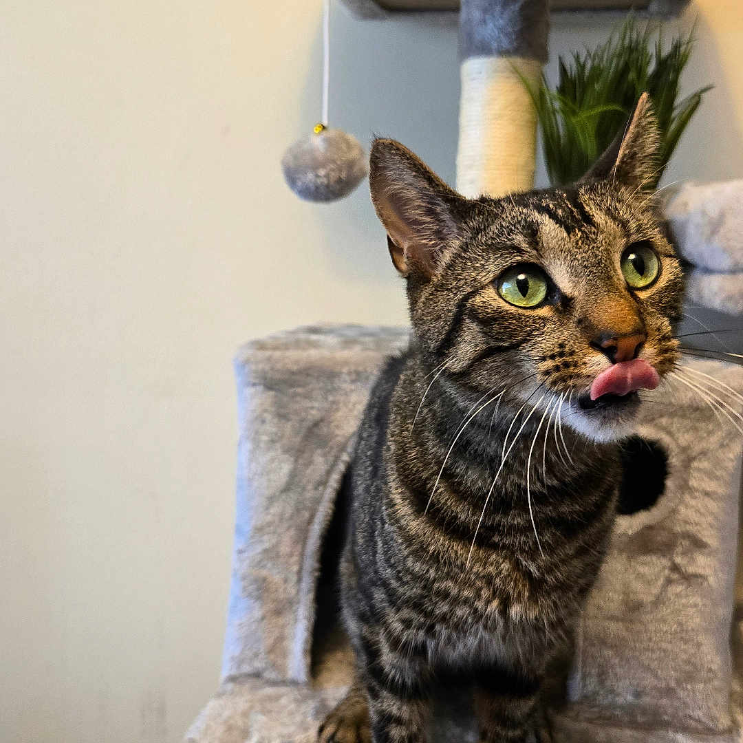 Oliver joined the competition — help win amazing prizes! cat, tabby_cat, cat_tree, indoor, pet, animal, feline, curious, tongue_out, playful, green_eyes, fur, whiskers, scratching_post, plant, gray, cute, looking_up, houseplant, cozy