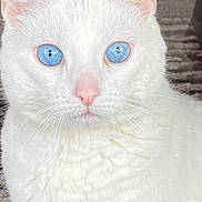 Lilly is registered to the contest to win money with this photo: cat, white_cat, blue_eyes, close_up, pet, animal, feline, whiskers, pink_nose, fur, portrait, indoor, looking_at_camera, domestic_cat, face, head, alert, photography, smartphone_screen, app_interface