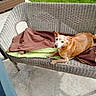 Guigui participe au concours pour gagner de l'argent avec cette photo : dog, bench, blanket, outdoor, woven_furniture, pet, sunlight, garden, relaxing, brown_dog, canine, resting, porch, greenery, animal, daylight, calm, companion, cute, summer