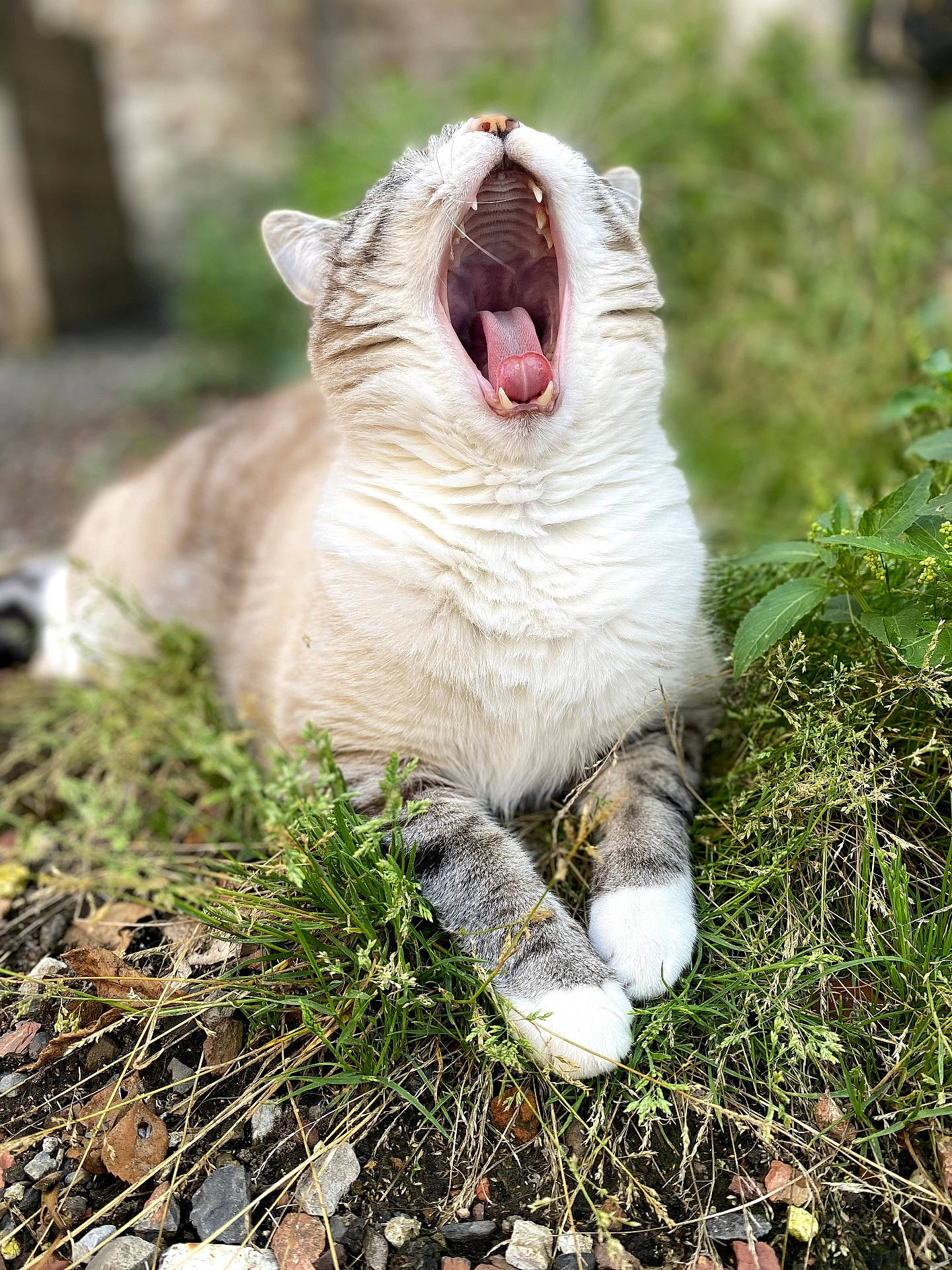 Coco participe au concours pour gagner de l'argent avec cette photo : animal, cat, closeup, cute, fur, grass, mammal, mouth_open, nature, outdoor, paws, pet, relaxed, rocks, sleepy, tabby, tongue, whiskers, wildlife, yawning
