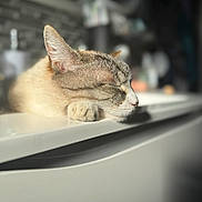 Coco participe au concours pour gagner de l'argent avec cette photo : cat, sleeping, paw, closeup, indoor, sunlight, relaxing, feline, mammal, pet, whiskers, ears, fur, resting, home, blurred_background, quiet, calm, face, animal