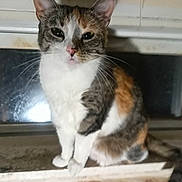 Ms.kitty is registered to the contest to win money with this photo: cat, calico, animal, pet, sitting, windowsill, night, fur, whiskers, ears, tail, looking, reflection, window, domestic, cute, feline, closeup, indoor, curious