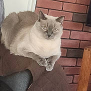 Mayhue is registered to the contest to win money with this photo: animal, brick_wall, cat, chair, cozy, cute, domestic_cat, ears, eyes, feline, fur, furniture, home, indoor, looking, paws, pet, quilted_blanket, resting, siamese_cat