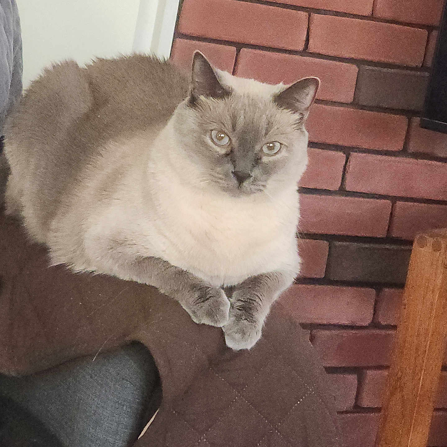 Mayhue is registered to the contest to win money with this photo: animal, brick_wall, cat, chair, cozy, cute, domestic_cat, ears, eyes, feline, fur, furniture, home, indoor, looking, paws, pet, quilted_blanket, resting, siamese_cat