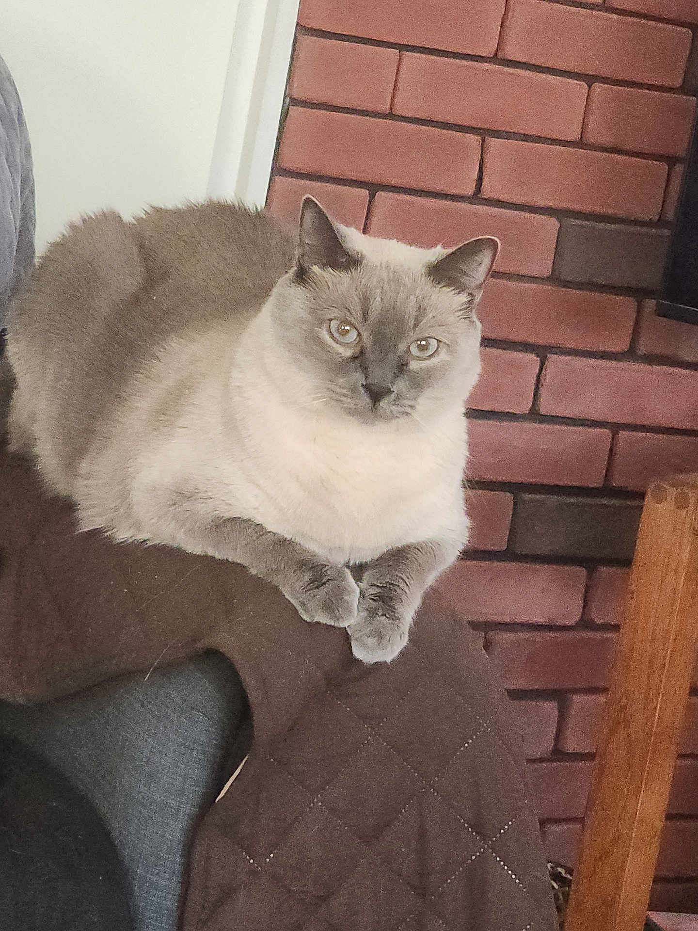 Mayhue is registered to the contest to win money with this photo: animal, brick_wall, cat, chair, cozy, cute, domestic_cat, ears, eyes, feline, fur, furniture, home, indoor, looking, paws, pet, quilted_blanket, resting, siamese_cat