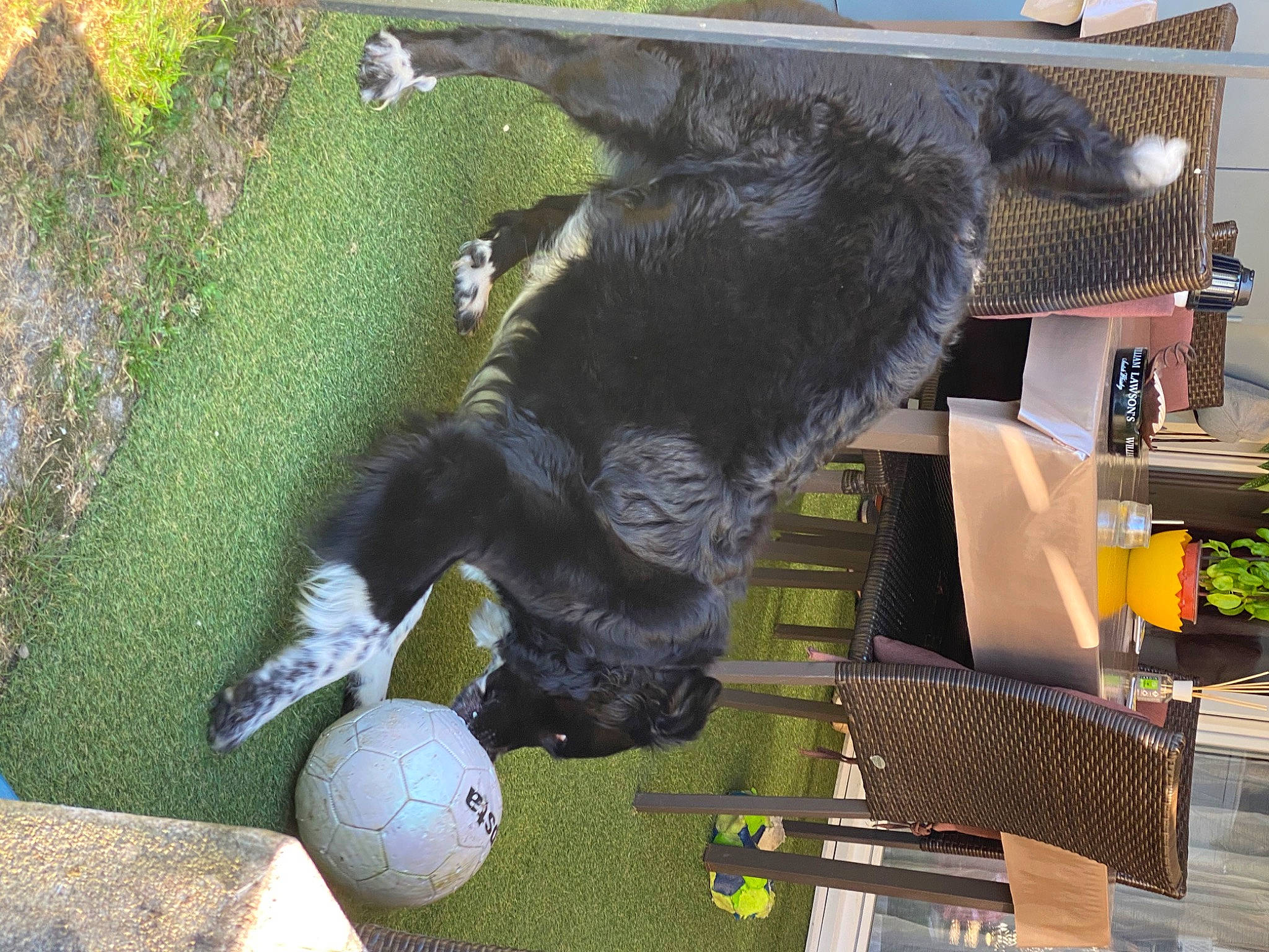 Lassy participe au concours pour gagner de l'argent avec cette photo : ball, canidae, carnivore, dog, dog_breed, sporting_group, tail, tennis_ball