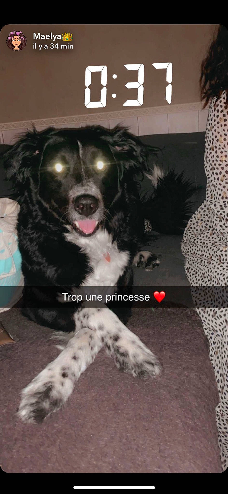 Lassy a rejoint le concours — aidez-le/la à gagner de superbes lots ! canidae, carnivore, companion_dog, dog, dog_breed, fur, large_munsterlander, mammal, rare_breed_dog, russian_spaniel, small_munsterlander, snout, spaniel, sporting_group, stabyhoun, vertebrate