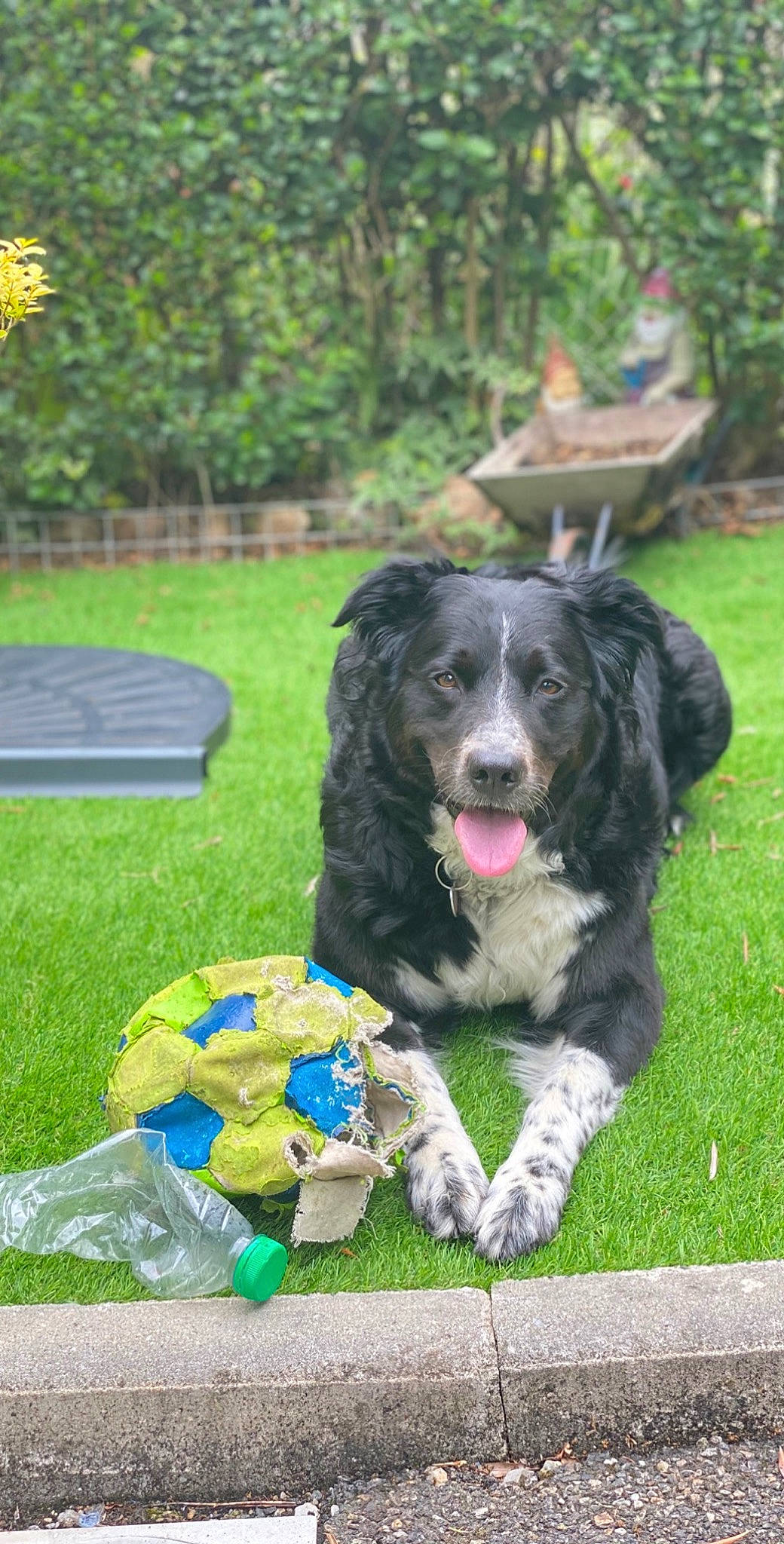 Lassy a rejoint le concours — aidez-le/la à gagner de superbes lots ! canidae, carnivore, cocker_spaniel, dog, dog_breed, english_cocker_spaniel, german_spaniel, grass, mammal, obedience_training, rare_breed_dog, russian_spaniel, spaniel, sporting_group, stabyhoun, vertebrate