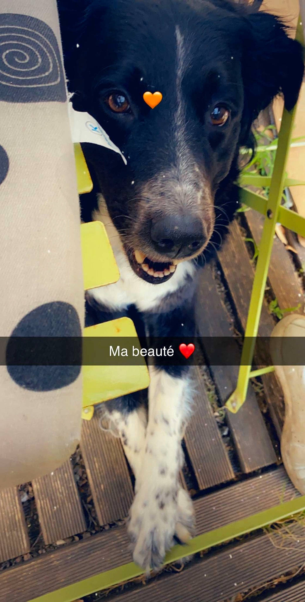 Lassy a rejoint le concours — aidez-le/la à gagner de superbes lots ! border_collie, canidae, carnivore, dachshund, dog, dog_breed, fox_terrier, hunting_dog, sporting_group, street_dog, working_dog