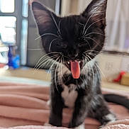Midnight joined the competition — help win amazing prizes! kitten, cat, black_and_white, tongue_out, whiskers, indoor, blanket, soft, cute, pet, animal, feline, young, playful, fur, close_up, sitting, cozy, domestic, blurred_background