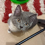 Sha joined the competition — help win amazing prizes! cat, kitten, gray_cat, white_paws, whiskers, curious, indoor, toy, rug, floor, pet, animal, cute, feline, looking_up, young_cat, close_up, domestic_cat, playful, house_pet