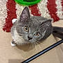 cat, kitten, gray_cat, white_paws, whiskers, curious, indoor, toy, rug, floor, pet, animal, cute, feline, looking_up, young_cat, close_up, domestic_cat, playful, house_pet