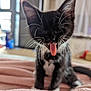 kitten, cat, black_and_white, tongue_out, whiskers, indoor, blanket, soft, cute, pet, animal, feline, young, playful, fur, close_up, sitting, cozy, domestic, blurred_background