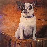 Nougat a rejoint le concours — aidez-le/la à gagner de superbes lots ! dog, small_dog, black_and_white, collar, crate, wooden_crate, pet, animal, indoor, portrait, curious, seated, facing_sideways, ears_up, close_up, warm_lighting, vintage_style, rustic, fur, canine