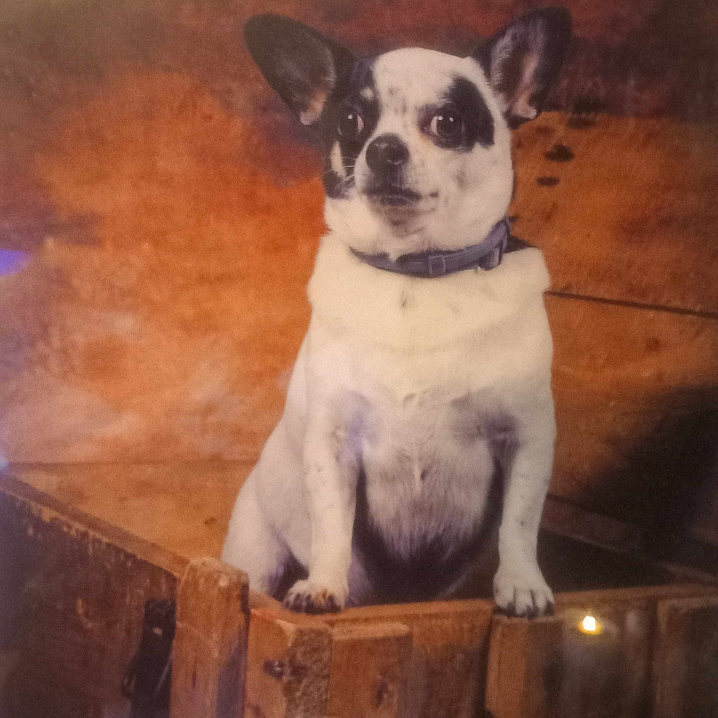 Nougat a rejoint le concours — aidez-le/la à gagner de superbes lots ! animal, black_and_white, canine, close_up, collar, crate, curious, dog, ears_up, facing_sideways, fur, indoor, pet, portrait, rustic, seated, small_dog, vintage_style, warm_lighting, wooden_crate