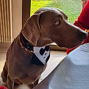 Sam participe au concours pour gagner de l'argent avec cette photo : dog, weimaraner, bow_tie, collar, beads, sitting, indoor, tiled_floor, dining_table, tablecloth, window, garden, grass, radiator, red_sweater, bracelet, pet, profile, looking_up, portrait