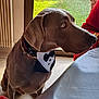 dog, weimaraner, bow_tie, collar, beads, sitting, indoor, tiled_floor, dining_table, tablecloth, window, garden, grass, radiator, red_sweater, bracelet, pet, profile, looking_up, portrait