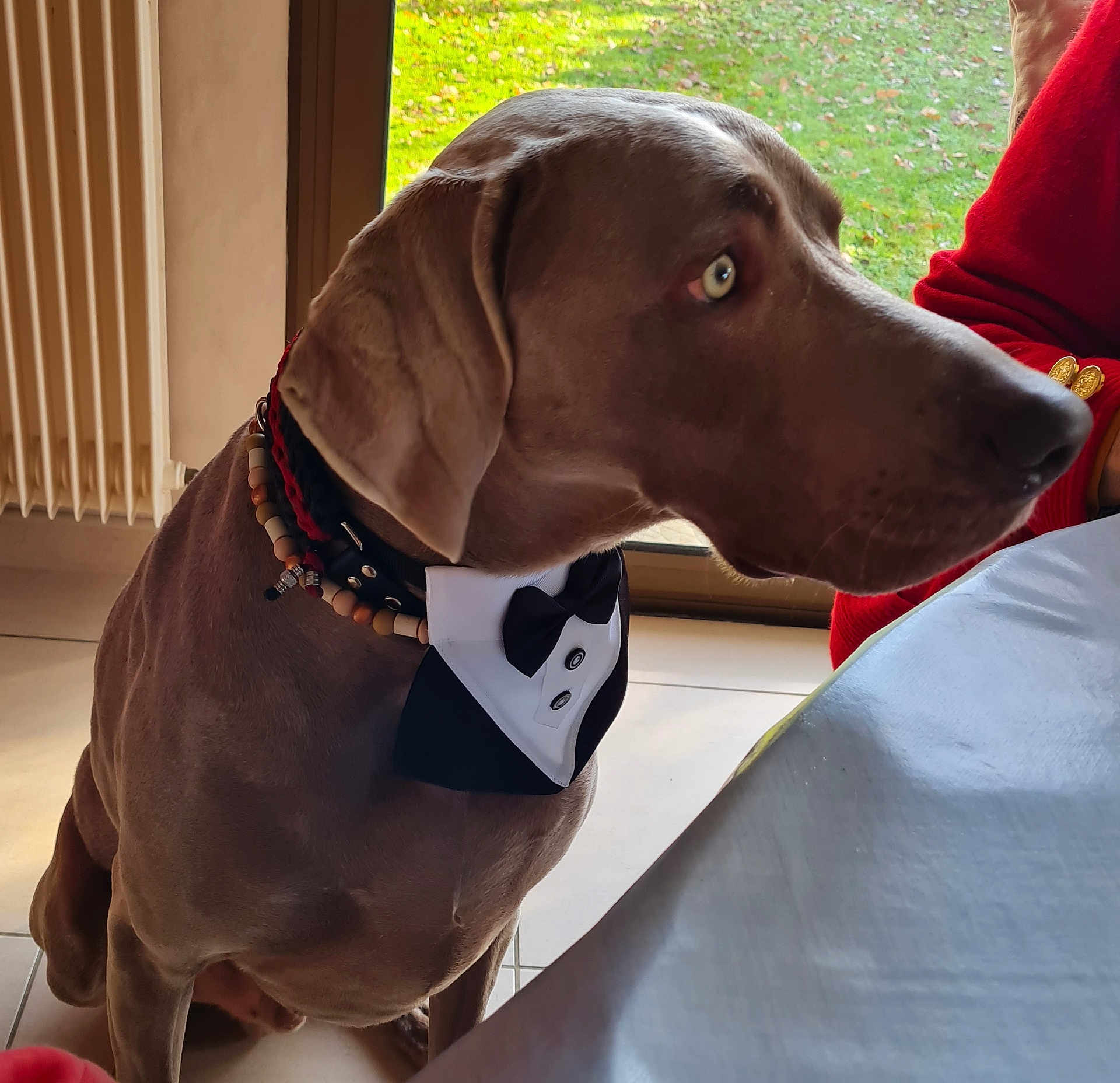 Sam participe au concours pour gagner de l'argent avec cette photo : dog, weimaraner, bow_tie, collar, beads, sitting, indoor, tiled_floor, dining_table, tablecloth, window, garden, grass, radiator, red_sweater, bracelet, pet, profile, looking_up, portrait