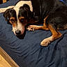 animal, bed, black_coat, blue_bedspread, brown_coat, canine, dog, ears, fur, head, household, indoor, lying_down, paw, pet, quiet, relaxed, resting, white_coat, wooden_floor