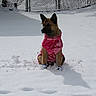 Mae joined the competition — help win amazing prizes! dog, snow, winter, outdoor, pet, pink_jacket, camouflage, fence, sunlight, shadow, animal, cold, nature, quiet, sitting, fur, ears, daylight, backyard, weather