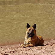Mae joined the competition — help win amazing prizes! dog, german_shepherd, sand, water, riverbank, outdoor, animal, pet, canine, relaxed, tongue_out, nature, shore, muddy_water, sunlight, lying_down, mammal, daytime, portrait, friendly