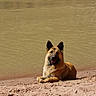 dog, german_shepherd, sand, water, riverbank, outdoor, animal, pet, canine, relaxed, tongue_out, nature, shore, muddy_water, sunlight, lying_down, mammal, daytime, portrait, friendly