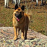 dog, canine, outdoor, forest, rocks, trees, autumn, leaves, animal, tongue_out, standing, nature, sunlight, happy, fur, pet, mammal, birch_tree, daylight, wildlife