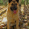 Mae joined the competition — help win amazing prizes! dog, german_shepherd, animal, pet, forest, autumn, leaves, outdoor, nature, canine, tongue_out, sunlight, trees, sitting, happy, fur, ears, nose, grass, daytime