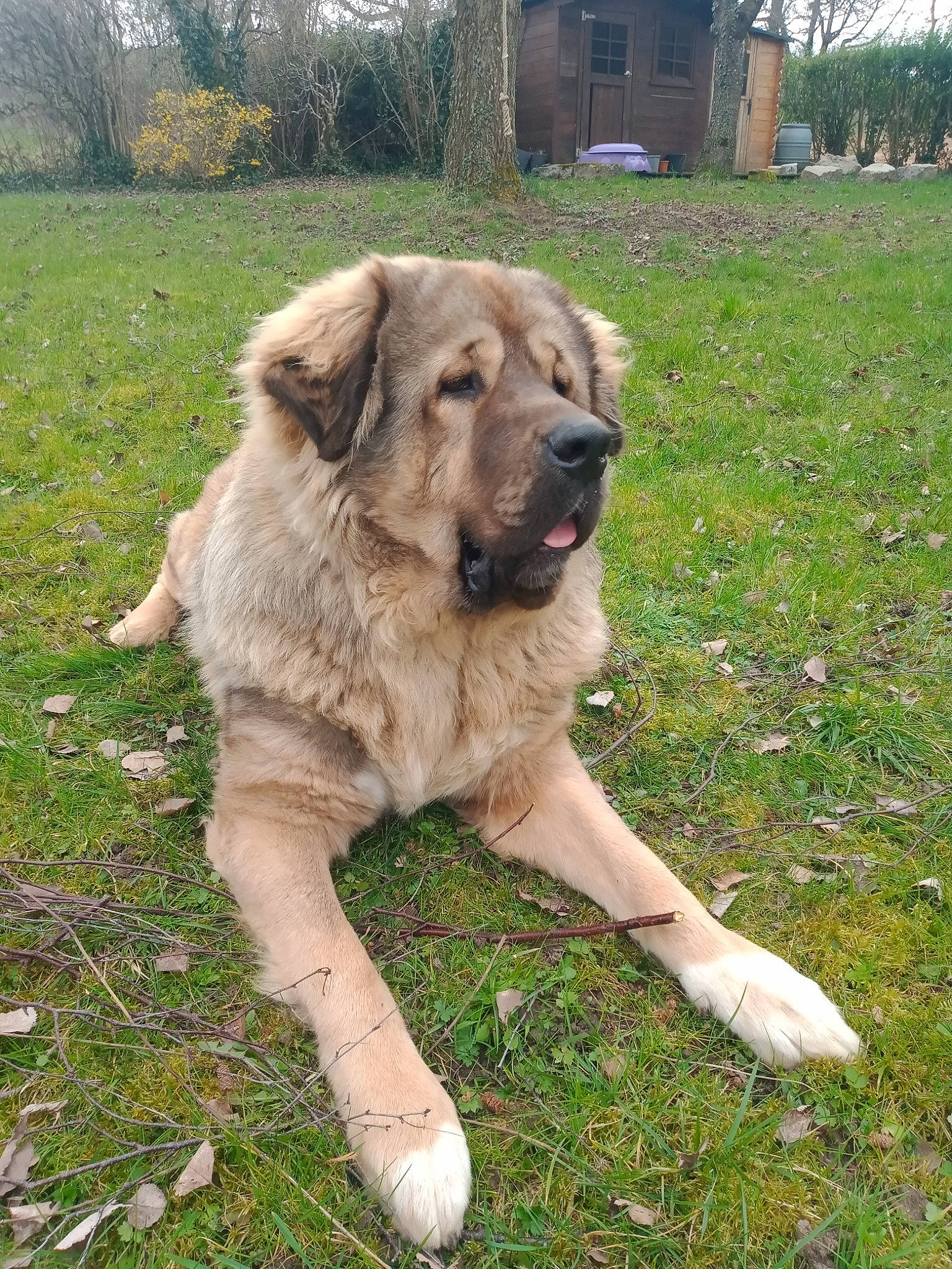 Mastar participe au concours pour gagner de l'argent avec cette photo : canidae, carnivore, companion_dog, dog, dog_breed, grass, livestock_guardian_dog, plant, sporting_group, tree, working_animal, working_dog