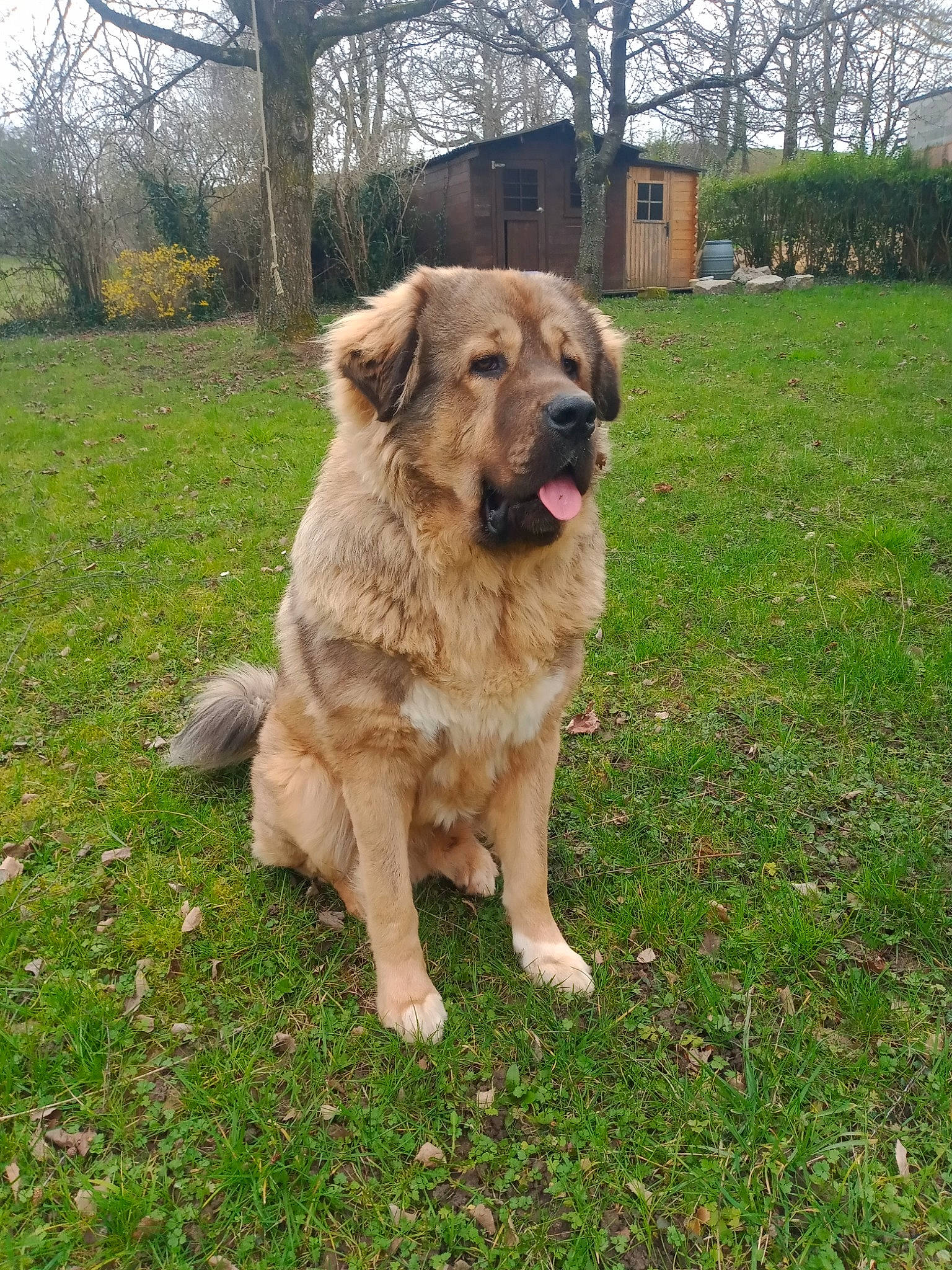 Mastar participe au concours pour gagner de l'argent avec cette photo : canidae, carnivore, companion_dog, dog, dog_breed, fawn, grass, plant, sky, snout, sporting_group, tail, terrestrial_animal, tree, window, working_animal, working_dog