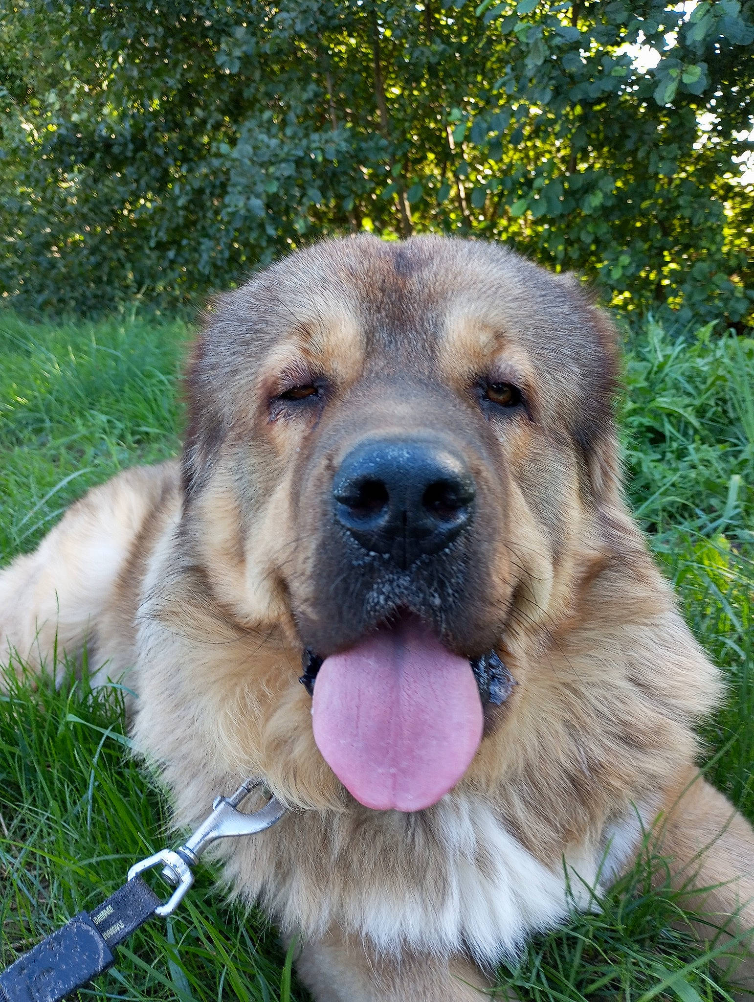 Mastar a rejoint le concours — aidez-le/la à gagner de superbes lots ! canidae, carnivore, companion_dog, dog, dog_breed, fawn, grass, plant, snout, sporting_group, terrestrial_animal, whiskers, working_dog