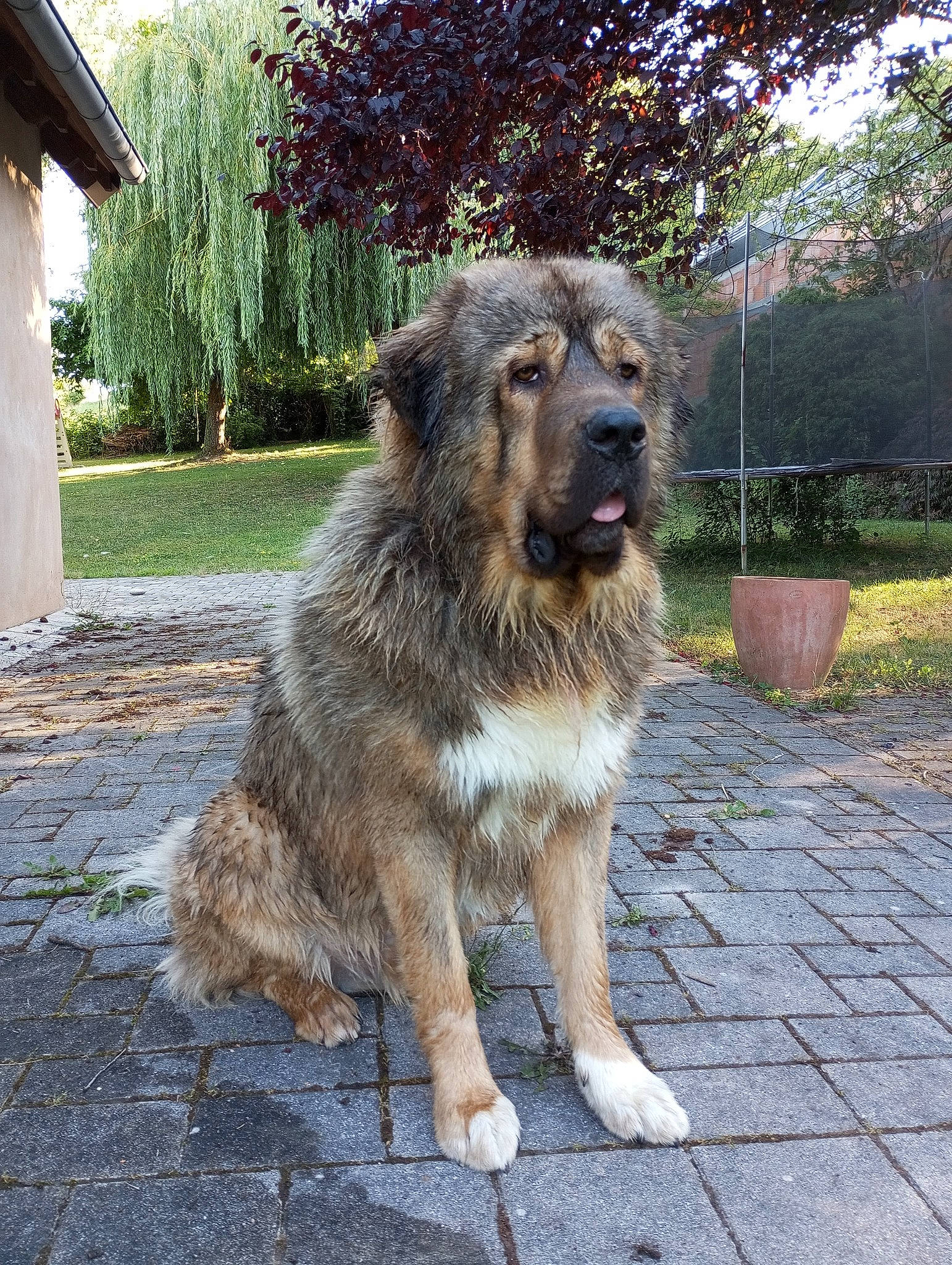 Mastar participe au concours pour gagner de l'argent avec cette photo : canidae, carnivore, companion_dog, dog, dog_breed, flowerpot, fur, plant, snout, sporting_group, tail, terrestrial_animal, tree, working_animal, working_dog