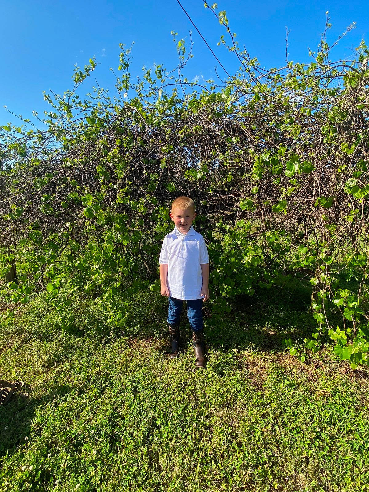 Lincoln is registered to the contest to win money with this photo: agriculture, crop, electric_blue, field, flowering_plant, grass, grassland, groundcover, joy, meadow, natural_landscape, people_in_nature, person, plant, plant_community, plantation, prairie, shrub, sky, soil