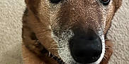 Junior is registered to the contest to win money with this photo: dog, brown_dog, close_up, pet, animal, carpet, indoor, canine, fur, nose, eyes, collar, paw, looking_up, mammal, domestic_animal, cute, friendly, portrait, face