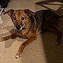 dog, brown_fur, black_fur, carpet, indoor, pet, animal, lying_down, canine, ears, tail, collar, shadow, floor, domestic, looking_up, four_legs, home, furniture, curious