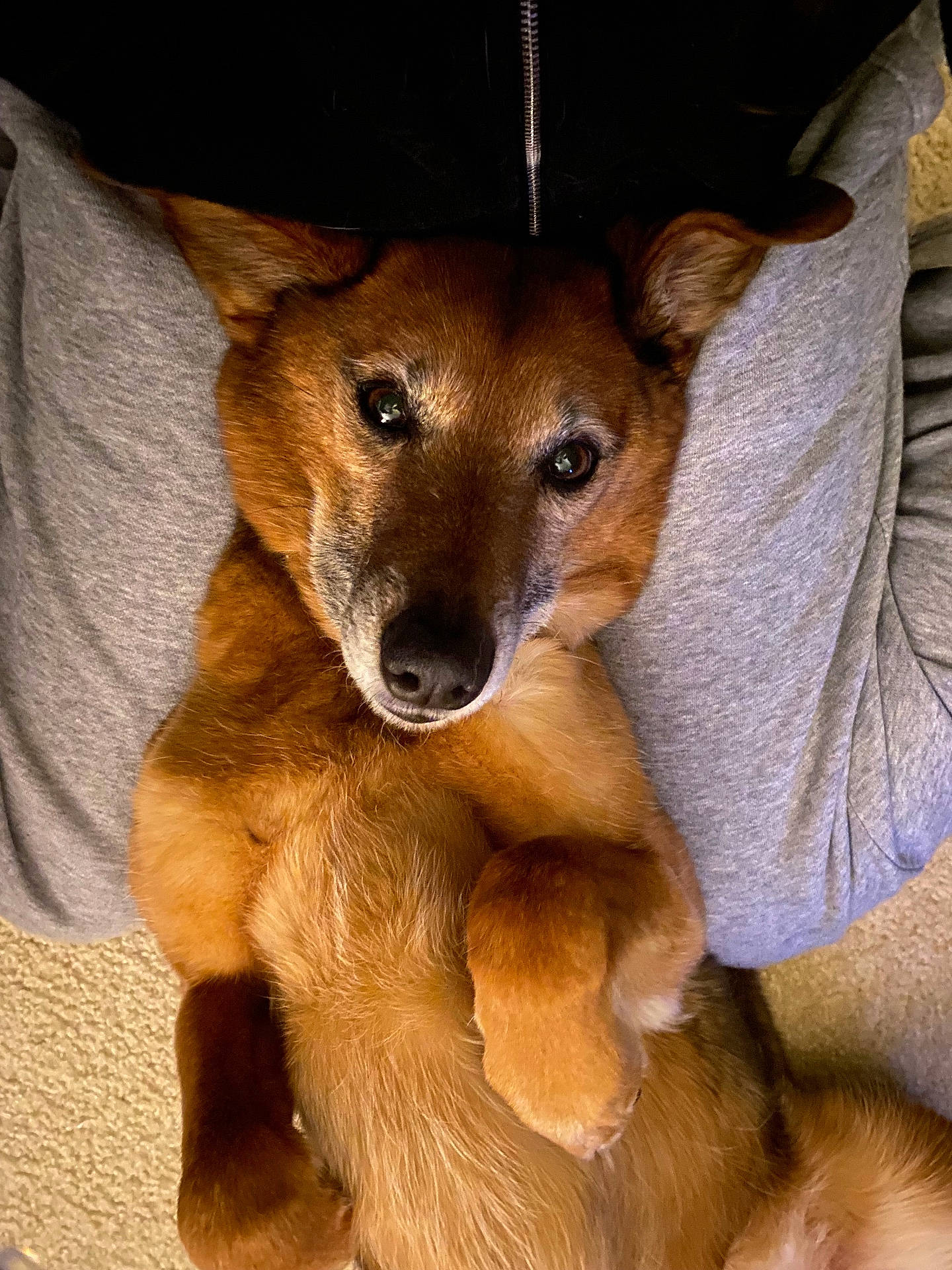 animal, brown_fur, carpet, casual_clothing, close_up, companion, cozy, cute, dog, domestic_animal, ears, friendly, fur, human_legs, indoor, lying_down, paws, pet, relaxed, snout