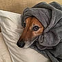 Junior joined the competition — help win amazing prizes! dog, blanket, bed, cozy, brown_dog, soft_texture, snug, pet, animal, indoor, close_up, sleepy, resting, comfort, warm, fur, nose, eyes, pillow, relaxed