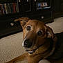 dog, pet, indoor, carpet, bookshelf, wooden_furniture, brown_fur, collar, canine, lying_down, looking_up, ears_up, close_up, home, cozy, floor, shelving, book, domestic_animal, animal