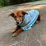 dog, brown_dog, towel, blue_towel, outdoor, concrete, animal, pet, canine, lying_down, fur, ears, snout, eyes, paws, nature, greenery, blurred_background, daylight, resting