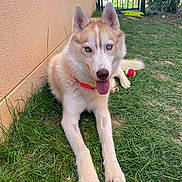 Ghost participe au concours pour gagner de l'argent avec cette photo : dog, siberian_husky, heterochromia, tongue_out, grass, outdoor, pet, animal, playful, collar, tennis_ball, fence, resting, canine, cute, ears_up, mammal, companion, friendly, sunlight
