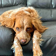 Lilou a rejoint le concours — aidez-le/la à gagner de superbes lots ! animal, brown_fur, canine, close_up, companion, cute, dog, ears, fur, home, indoor, leather_couch, paws, pet, portrait, relaxed, resting, snout, soft_light, white_spots