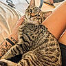 Buddha is registered to the contest to win money with this photo: cat, tabby_cat, pet, feline, sitting, lounging, striped_fur, whiskers, green_eyes, animal_portrait, close_up, indoor, home, lap, person, tattoo, glass_table, chair, sandals, relaxed