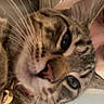 Buddha joined the competition — help win amazing prizes! cat, tabby_cat, pet, feline, close_up, portrait, whiskers, eyes, nose, ears, fur, striped_fur, collar, pet_tag, lying_down, indoor, cozy, warm_lighting, bathroom, playful
