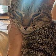 Buddha joined the competition — help win amazing prizes! cat, tabby_cat, pet, animal, feline, close_up, portrait, sleepy, relaxed, whiskers, fur, striped_fur, ears, nose, indoor, sunlight, cuddling, human_arm, tattoo, cozy