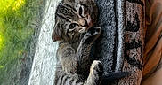 Buddha joined the competition — help win amazing prizes! cat, kitten, tabby, feline, pet, animal, striped_fur, green_eyes, whiskers, ears, tail, paws, blanket, window, indoors, sunlight, cozy, cuddling, portrait, relaxed