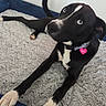 Shelly Belly is registered to the contest to win money with this photo: dog, black_and_white, blue_eyes, collar, dog_tag, heart_shaped_tag, pet_bed, gray_bed, blue_bed_border, lying_down, curious_expression, paw, indoors, pet, animal, canine, fur, resting, cute, companion