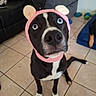 dog, black_and_white, pink_hat, knit_hat, bear_ears, wide_eyes, tile_floor, living_room, couch, side_table, dog_toys, pet, indoor, cute, sitting, looking_up, expression, animal, companion, household