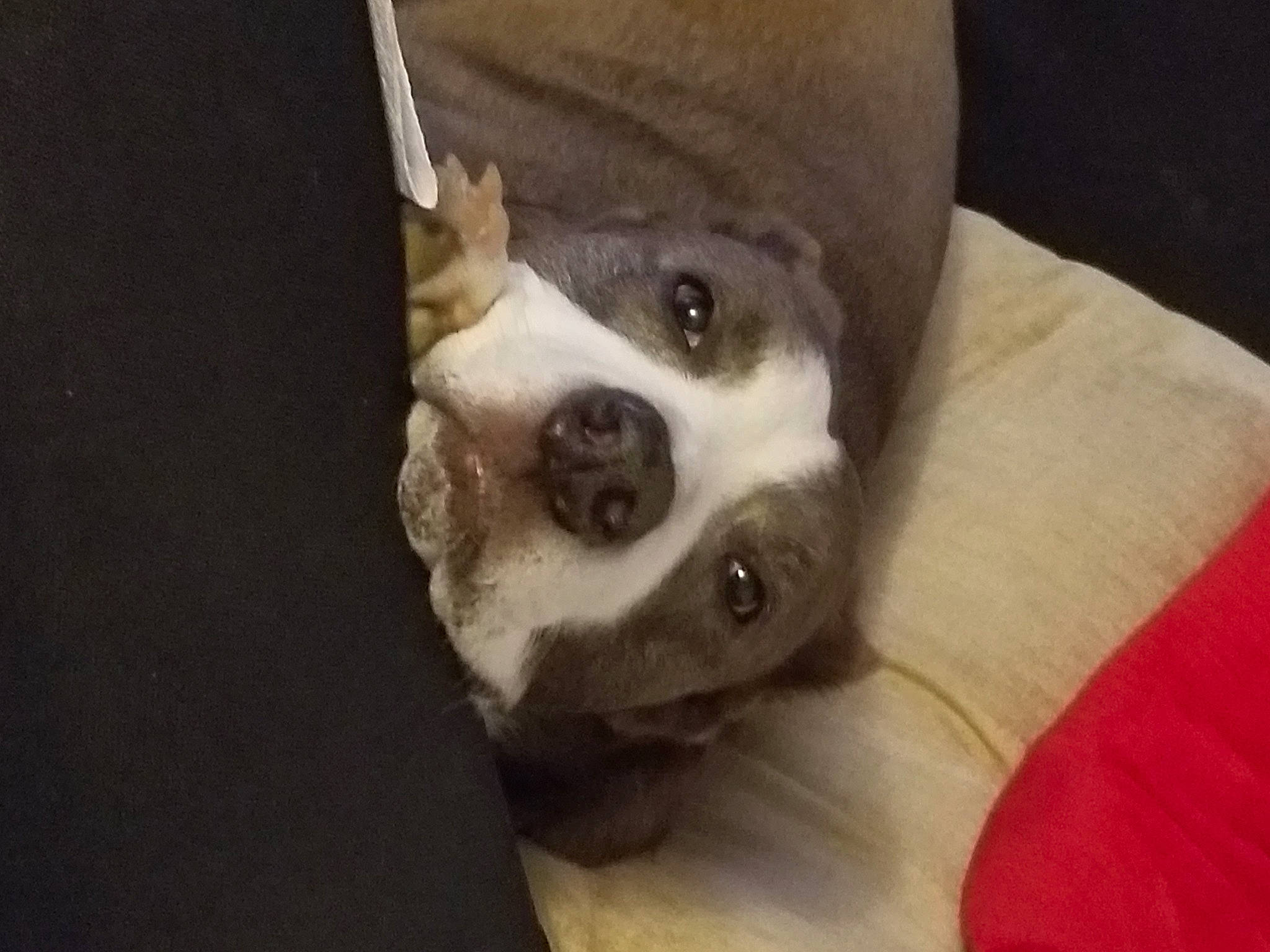 Rucha joined the competition — help win amazing prizes! canidae, carnivore, comfort, companion_dog, couch, dog, dog_breed, ear, fawn, fur, jaw, non_sporting_group, paw, snout, sporting_group, whiskers, working_animal